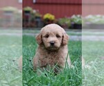 Small Photo #17 Labradoodle Puppy For Sale in SYRACUSE, IN, USA