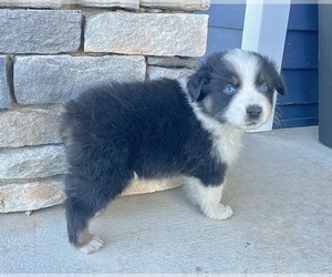 Australian Shepherd Puppy for Sale in LODA, Illinois USA