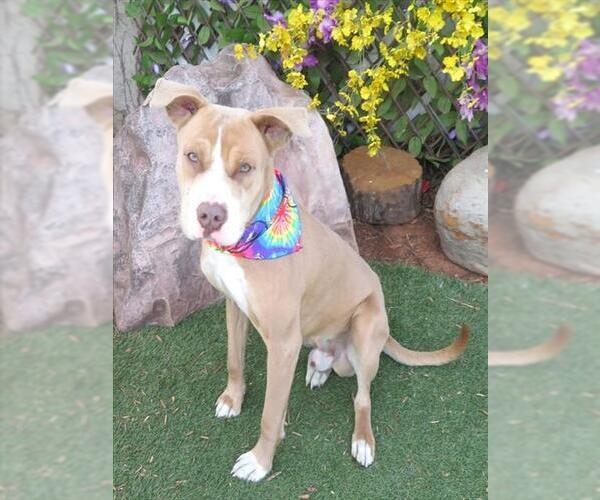 Medium Photo #1 Mutt Puppy For Sale in Oklahoma City, OK, USA