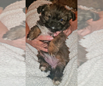 Puppy Cricket Shih Tzu