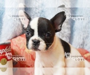 French Bulldog Puppy for sale in SANGER, TX, USA