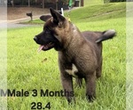 Small #2 Akita