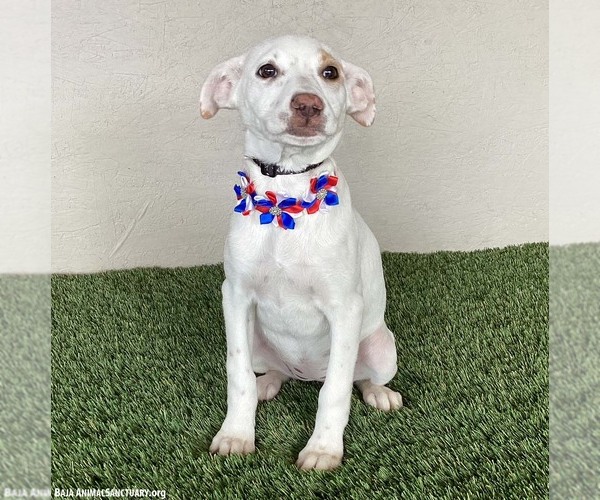 Medium Photo #2 Labrador Retriever-Unknown Mix Puppy For Sale in San Diego, CA, USA