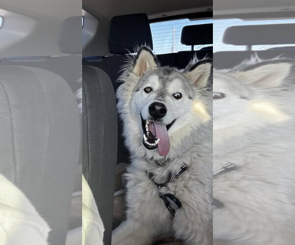 Medium Photo #3 Siberian Husky Puppy For Sale in Chandler, AZ, USA