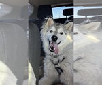 Small #2 Siberian Husky