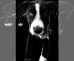Small #2 Border Collie Mix