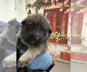 Siberian Husky Dogs for adoption in San Bernardino, CA, USA