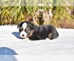Small #4 Miniature American Shepherd