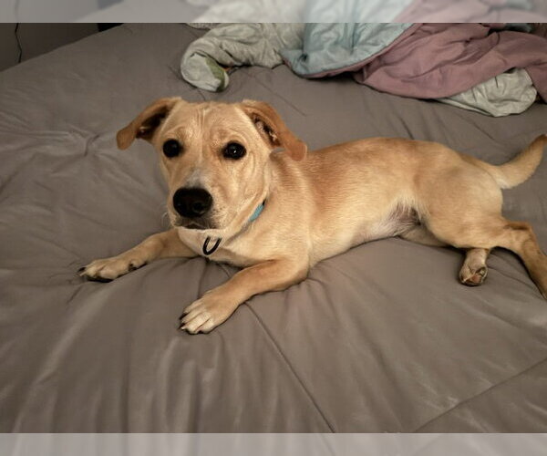 Medium Photo #3 Dachsador Puppy For Sale in Oakhurst, NJ, USA
