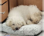 Small Bichon Frise