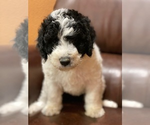 Medium Bernedoodle