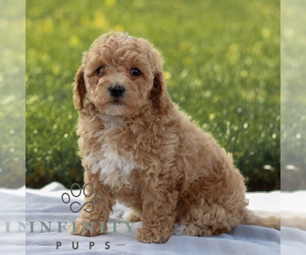 Medium Photo #2 Maltipoo Puppy For Sale in MANHEIM, PA, USA