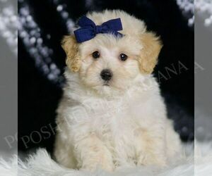 Medium Maltipoo (Miniature)