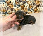 Small #4 Yorkshire Terrier