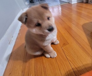 Shiba Inu Dog for Adoption in CALUMET PARK, Illinois USA