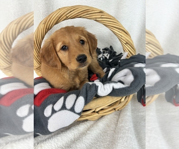 Medium Photo #2 Golden Retriever Puppy For Sale in GREENFIELD, IN, USA
