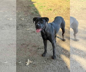 Labrador Retriever-Unknown Mix Dogs for adoption in San Diego, CA, USA