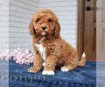Small #1 Goldendoodle (Miniature)