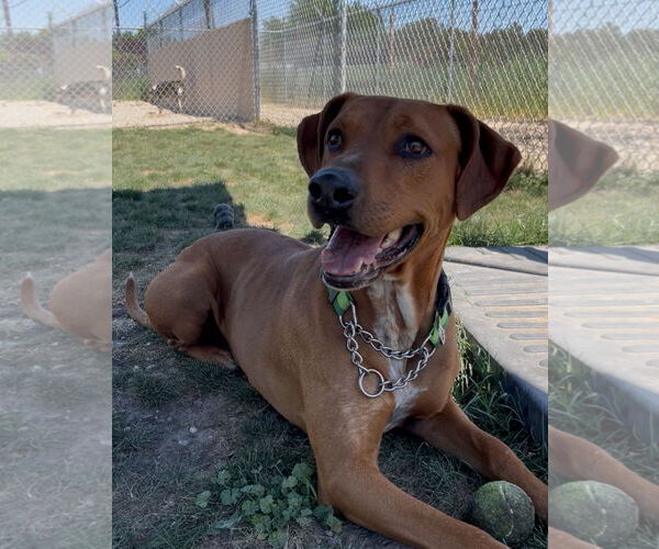 Medium Photo #2 Mutt Puppy For Sale in Emmett, ID, USA