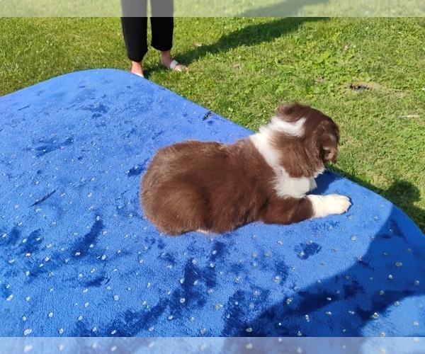 Medium Photo #2 Miniature American Shepherd Puppy For Sale in MONTGOMERY CITY, MO, USA