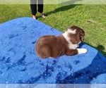 Small #1 Miniature American Shepherd