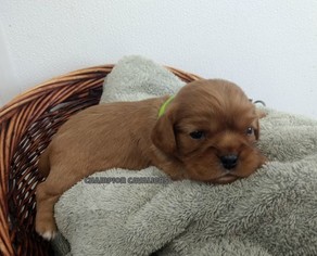 Cavalier King Charles Spaniel Puppy for sale in WINDSOR LOCKS, CT, USA