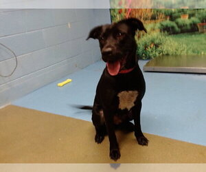 Borador Dogs for adoption in Moreno Valley, CA, USA