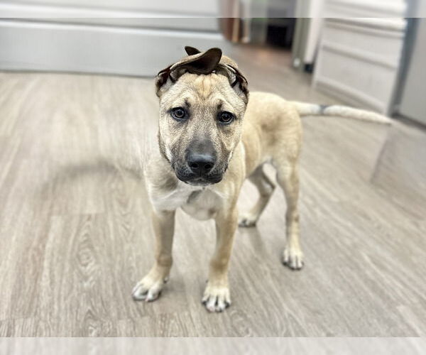 Medium Photo #1 German Shepherd Dog-Unknown Mix Puppy For Sale in Martinez, CA, USA