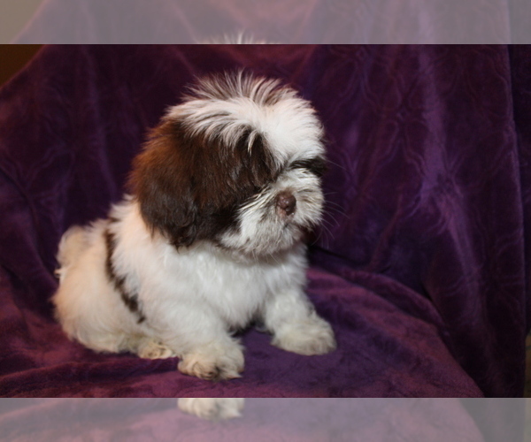 Medium Photo #15 Shih Tzu Puppy For Sale in BLOOMINGTON, IN, USA