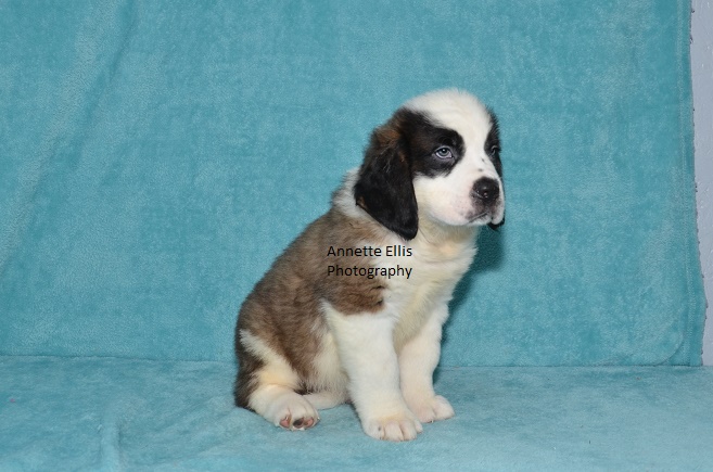 Medium Photo #1 Saint Bernard Puppy For Sale in MILLERSBURG, IN, USA