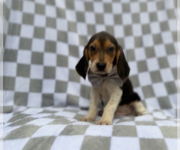 Medium Photo #1 Beagle Puppy For Sale in LAKELAND, FL, USA