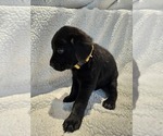 Small #1 Labrador Retriever