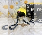 Image preview for Ad Listing. Nickname: Riley