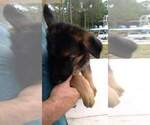 Small Photo #3 German Shepherd Dog Puppy For Sale in VENICE, FL, USA
