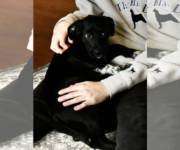 Medium Photo #1 Mutt Puppy For Sale in Mechanicsburg, PA, USA