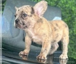 Small Photo #4 French Bulldog Puppy For Sale in DEAL, NJ, USA