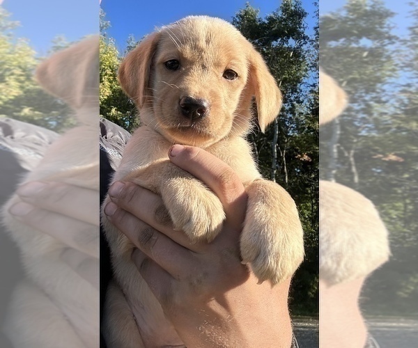 Medium Photo #3 Labrador Retriever Puppy For Sale in WESTBY, WI, USA