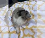 Small #2 Miniature Australian Shepherd