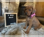 Puppy Dolley Rhodesian Ridgeback