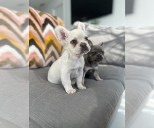 French Bulldog Puppy for Sale in MIAMI, Florida USA