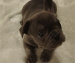 Puppy Lilac Boy French Bulldog