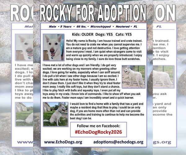 Medium Photo #2 - Mix Puppy For Sale in Hoffman Estates, IL, USA