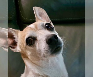 Rat-Cha Dogs for adoption in Atlanta, GA, USA