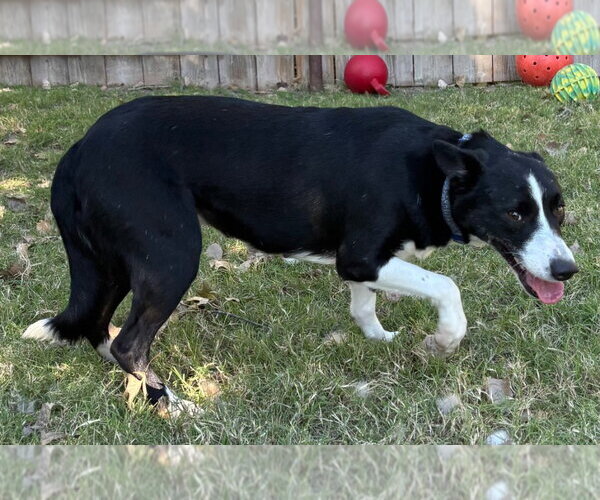 Medium Photo #3 Border Collie Puppy For Sale in Great Bend, KS, USA