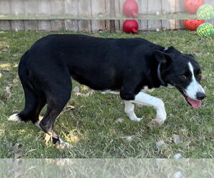 Purple Collar (Smiler) - Female Border Collie Dog for Adoption - Photo #3