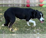 Small Photo #3 Border Collie Puppy For Sale in Great Bend, KS, USA