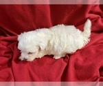 Small Photo #11 Maltese Puppy For Sale in HAYWARD, CA, USA