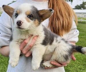 Pembroke Welsh Corgi Puppy for sale in MILTON, WI, USA