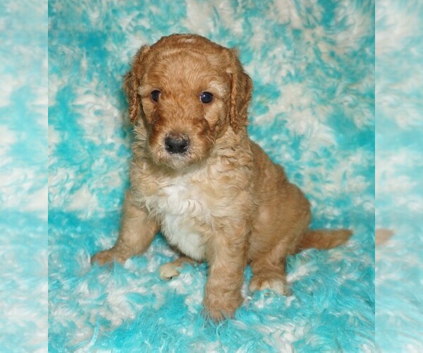 Medium Photo #1 Labradoodle Puppy For Sale in LA HABRA, CA, USA