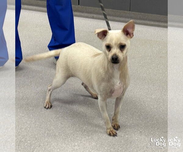 Medium Photo #1 Chihuahua-Unknown Mix Puppy For Sale in Washington, DC, USA